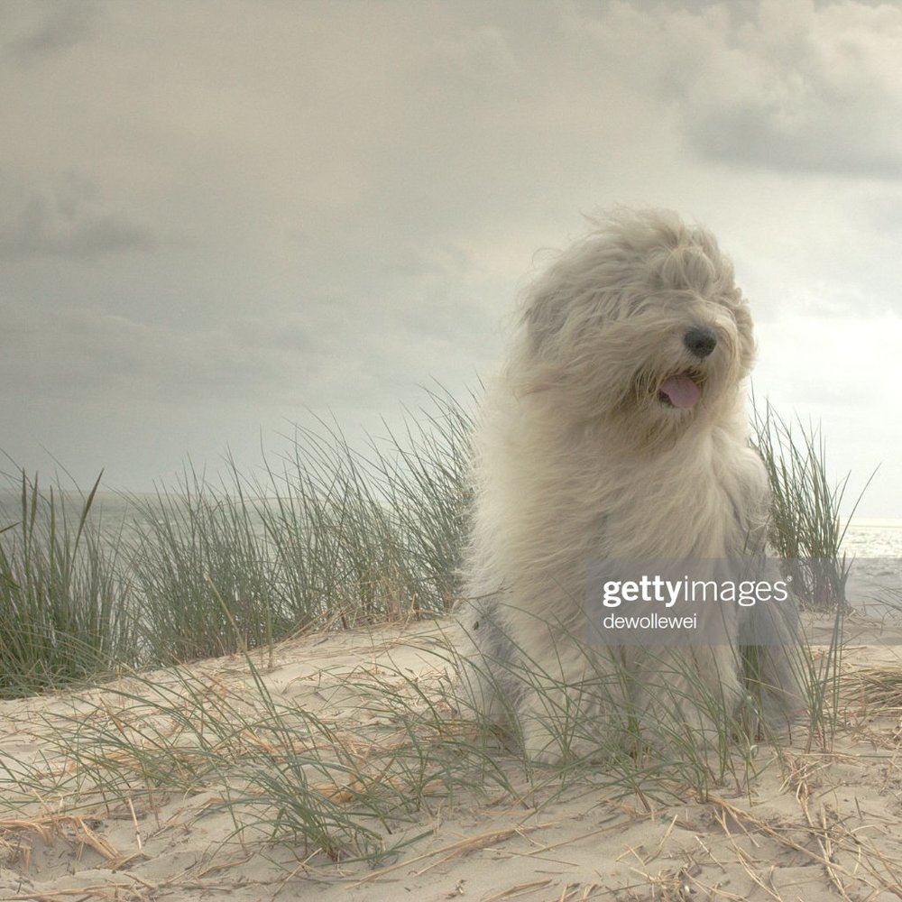 Meet your Posher, Piyu